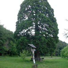 Sekvojovec obrovský - Chabaně